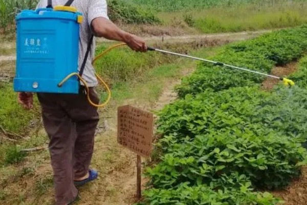 百菌清的使用方法，针对不同病害的防治方法不同