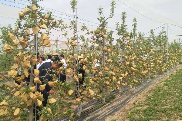 套袋苹果口感差的原因，可能是采摘过早