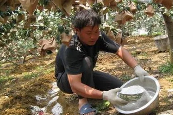 套袋苹果口感差的原因，可能是采摘过早