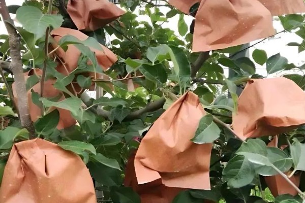 套袋苹果口感差的原因，可能是采摘过早