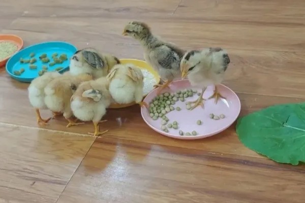 小鸡多大才能区分公母，达到30日龄以上即可鉴别