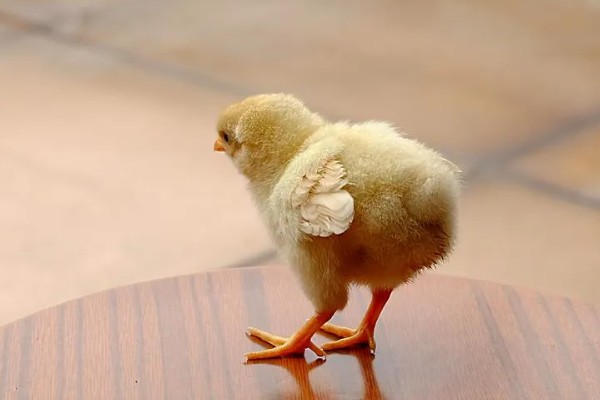 小鸡多大才能区分公母，达到30日龄以上即可鉴别