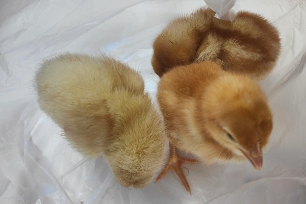 小鸡多大才能区分公母，达到30日龄以上即可鉴别