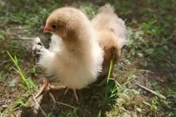 小鸡多大才能区分公母，达到30日龄以上即可鉴别