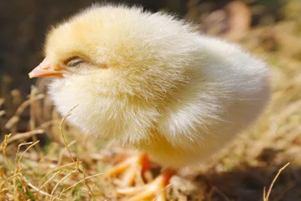 小鸡多大才能区分公母，达到30日龄以上即可鉴别