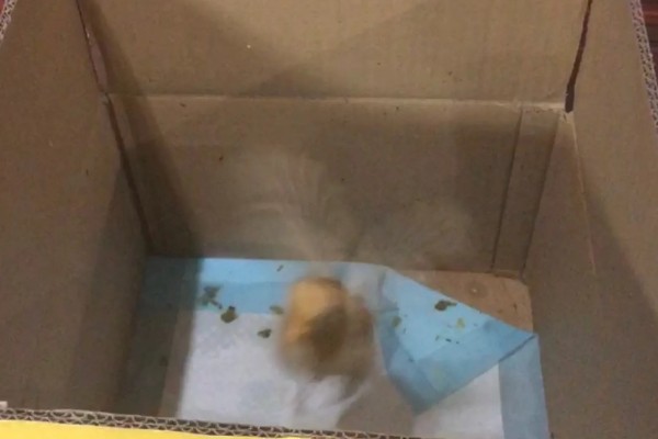 小鸡多大才能区分公母，达到30日龄以上即可鉴别