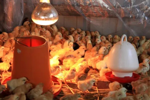 小鸡多大才能区分公母，达到30日龄以上即可鉴别