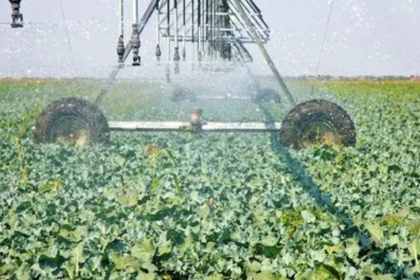 百菌清的使用方法，针对不同病害的防治方法不同