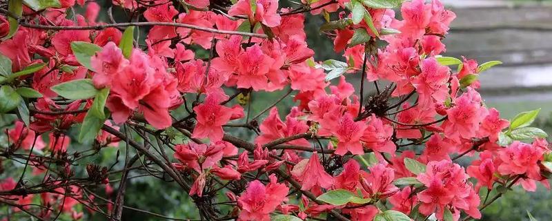 映山红的寓意，象征着坚定信念