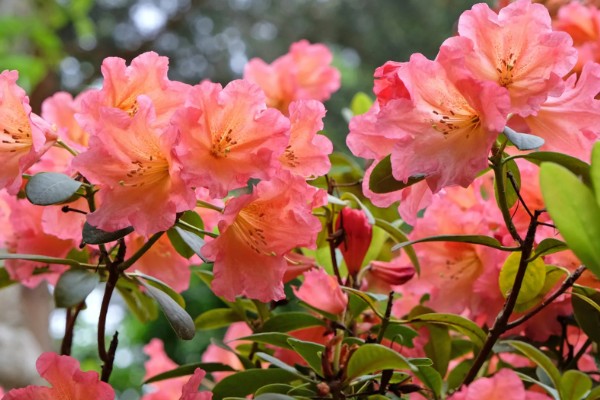 映山红的寓意，象征着坚定信念