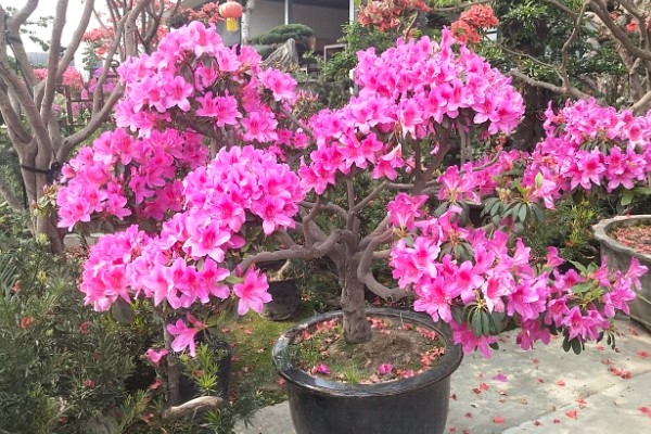 映山红的寓意，象征着坚定信念