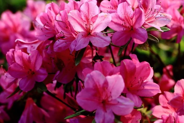 映山红的寓意，象征着坚定信念