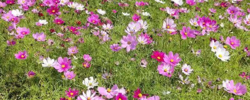 格桑花与波斯菊有什么区别，指代范围、高度、花期都不同