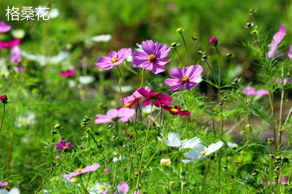 格桑花与波斯菊有什么区别，指代范围、高度、花期都不同