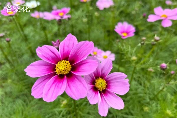 格桑花与波斯菊有什么区别，指代范围、高度、花期都不同