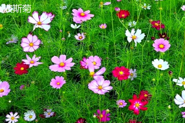 格桑花与波斯菊有什么区别，指代范围、高度、花期都不同