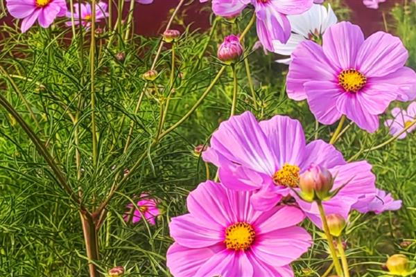 格桑花与波斯菊有什么区别，指代范围、高度、花期都不同