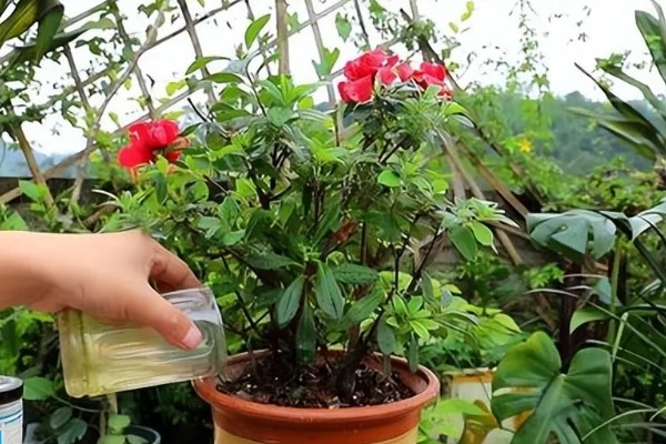 映山红的寓意，象征着坚定信念