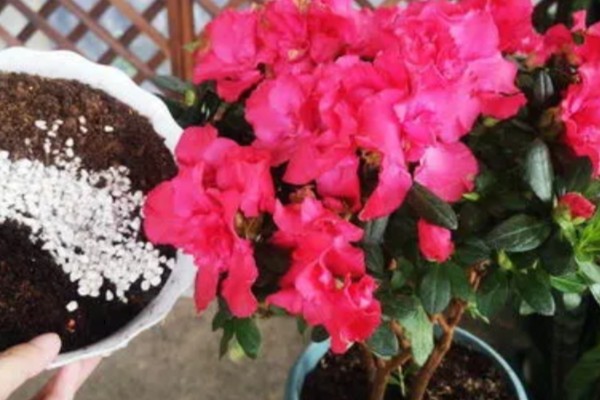 映山红的寓意，象征着坚定信念