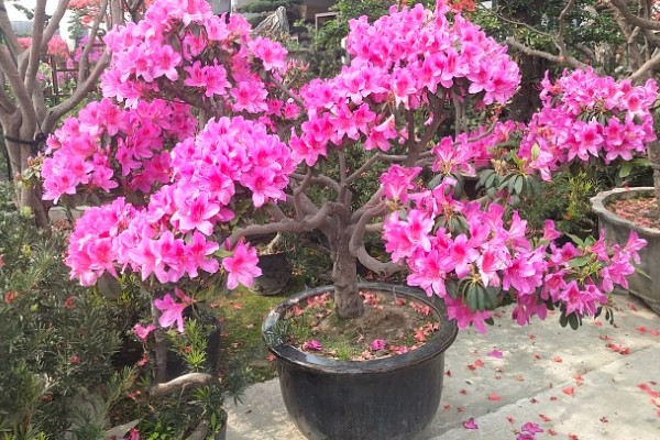 映山红的寓意，象征着坚定信念