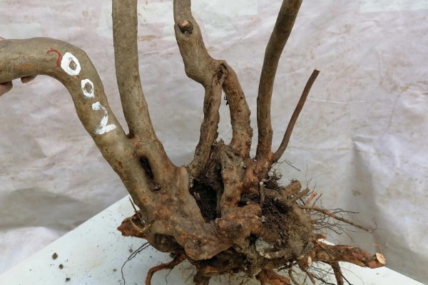 映山红的寓意，象征着坚定信念