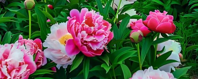 什么时候给芍药花施肥，生长期每隔半个月加一次稀薄的液肥