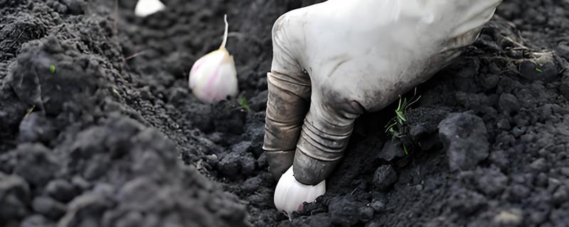 11月份能不能种大蒜，要在温棚或保护地内栽培