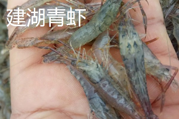 江苏省建湖县的特产,有建湖青虾、建湖草鸡等