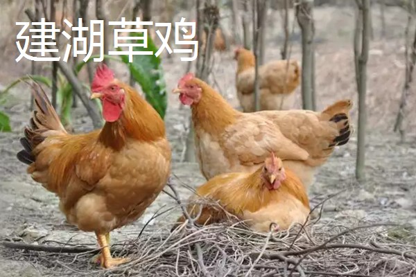 江苏省建湖县的特产,有建湖青虾、建湖草鸡等