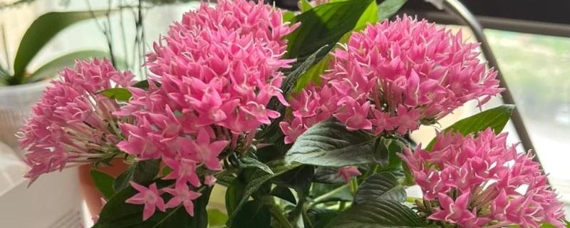 繁星花一年开多少次，一年只开一次