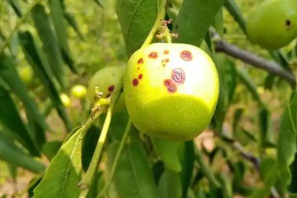 冬枣斑点病如何防治，要增加有机肥和钾肥的施用量