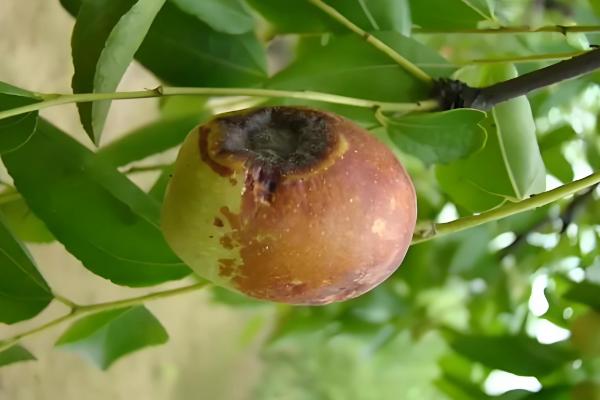 冬枣斑点病如何防治，要增加有机肥和钾肥的施用量