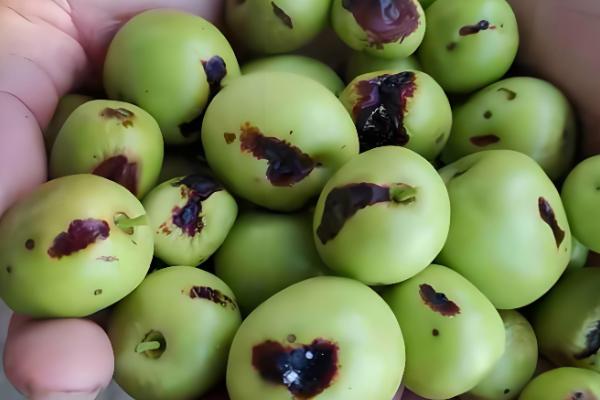 冬枣斑点病如何防治，要增加有机肥和钾肥的施用量