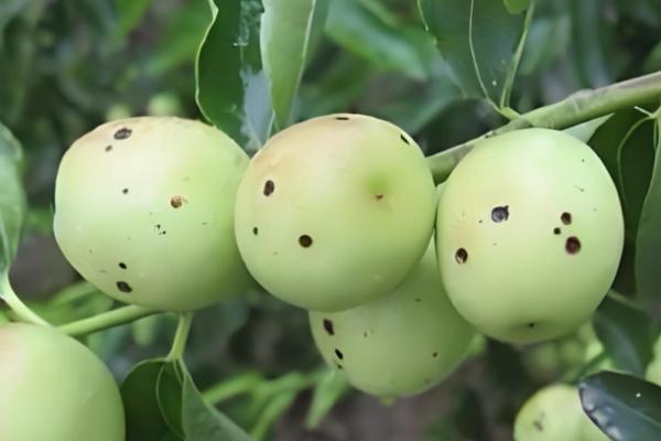 冬枣斑点病如何防治，要增加有机肥和钾肥的施用量