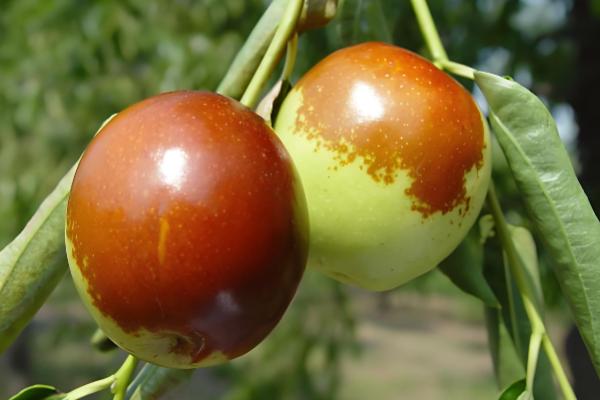 冬枣斑点病如何防治，要增加有机肥和钾肥的施用量