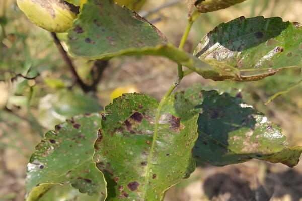 冬枣斑点病如何防治，要增加有机肥和钾肥的施用量