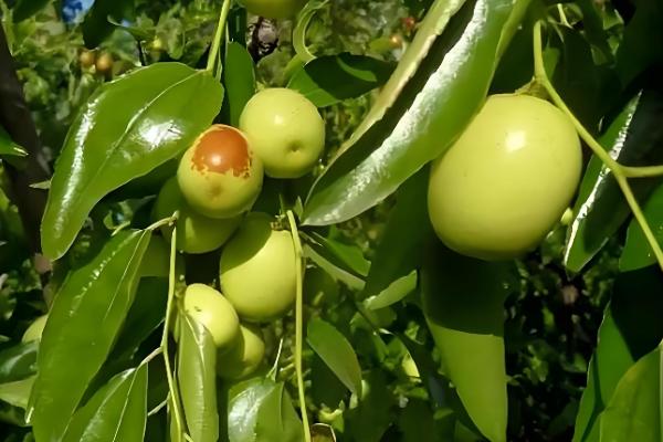 冬枣斑点病如何防治，要增加有机肥和钾肥的施用量