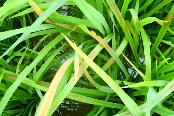 水稻坐蔸怎么冶，及时的补充速效性氮