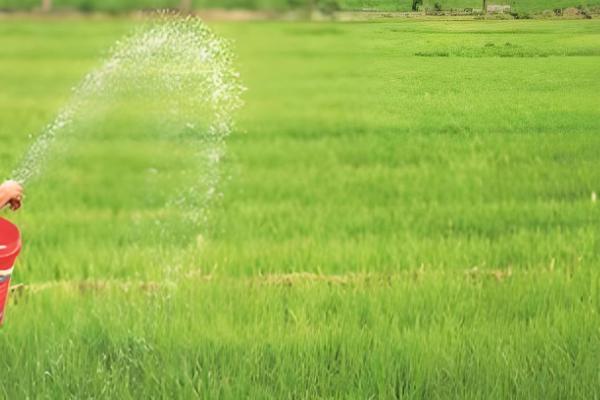 水稻坐蔸怎么冶，及时的补充速效性氮