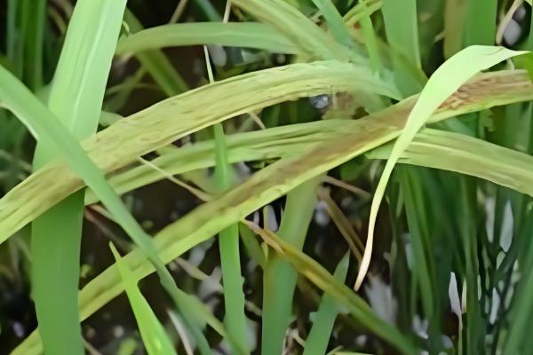 水稻坐蔸怎么冶，及时的补充速效性氮