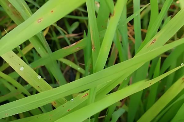 水稻坐蔸怎么冶，及时的补充速效性氮