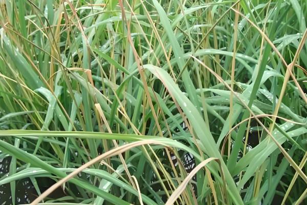 水稻坐蔸怎么冶，及时的补充速效性氮