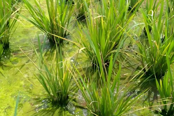 水稻坐蔸怎么冶，及时的补充速效性氮