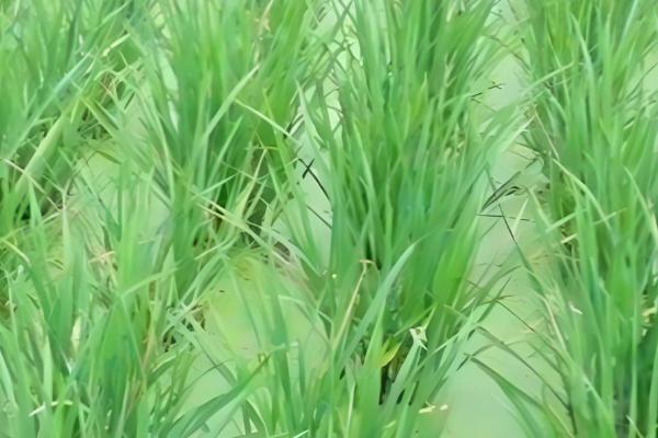 水稻坐蔸怎么冶，及时的补充速效性氮