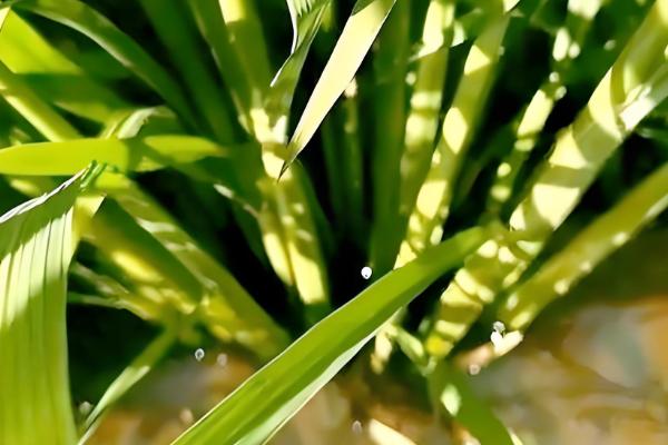 水稻坐蔸怎么冶，及时的补充速效性氮