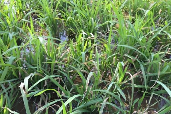 水稻坐蔸怎么冶，及时的补充速效性氮