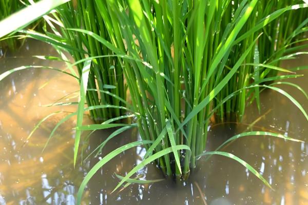 水稻坐蔸怎么冶，及时的补充速效性氮