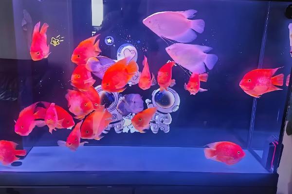 鹦鹉鱼养几条合适,根据鱼缸的大小来决定