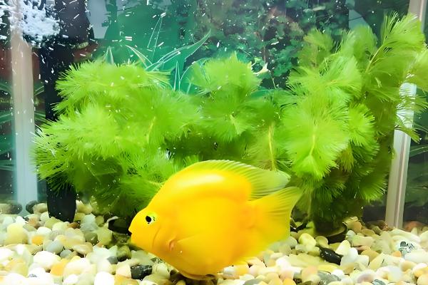 鹦鹉鱼养几条合适,根据鱼缸的大小来决定