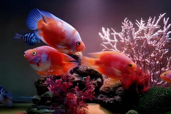 鹦鹉鱼养几条合适,根据鱼缸的大小来决定